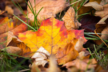 Naklejka na ściany i meble autumn leaves in the grass