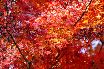 赤く紅葉したモミジの背景