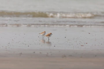 Couple-Kentish plover (Charadrius alexandrinus) at Frazergunj, West Bengal, India