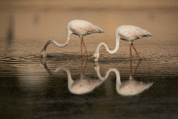 Plakat Greater Flamingos with dramatic reflection feeding at Tubli bay in the morning, Bahrain
