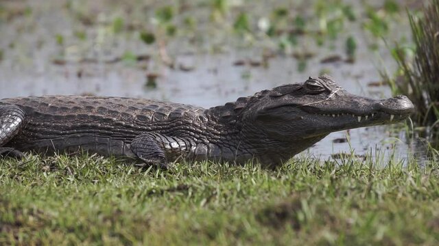 Close up of Yacare Caiman resting in sun. Gimbal, low POV