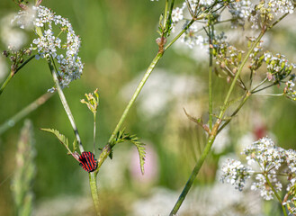 Obraz premium Streifenwanze auf Schaf-Garbe