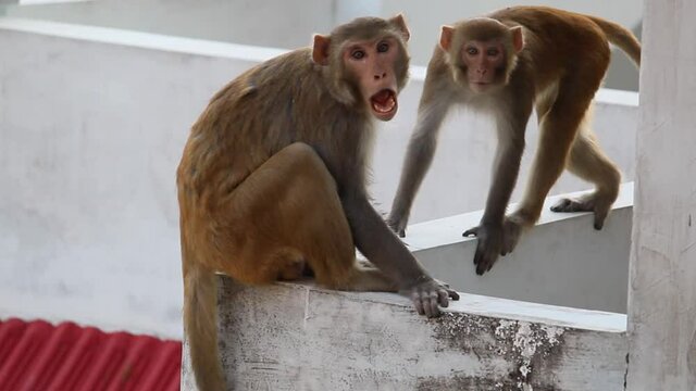 Aggressive wild monkeys playing on the rooftops in a urban area.