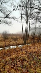 Mglisty las © vPablo