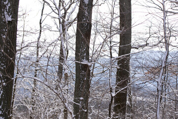 Fototapeta premium Beautiful trees in a forest in Vienna, Austria