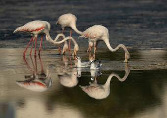 Black-headed gulls infront of Greater Flamingos feeding at Tubli bay with dramatic reflection on water, Bahrain