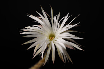 Beautiful white cactus flower on black background