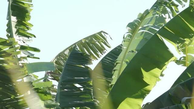 Large banana leaves of a tropical in the wind