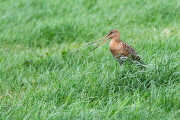 Black tailed Godwit protecting their chicks in meadow en the Netherlands.