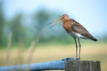 Black tailed Godwit protecting their chicks in meadow en the Netherlands.