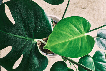 Monstera in vaso con foglia a cuore