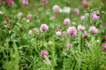 blooming pink clover in the meadow