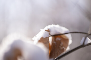 A macro shot of a plant in winter in Austria