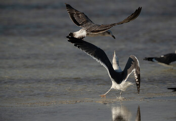 Lesser Black-backed Gulls clashing at Busaiteen coast, Bahrain