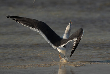 Lesser Black-backed Gull charging a flying gull at Busaiteen coast, Bahrain
