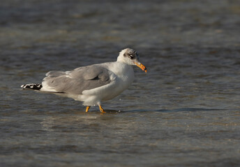 Portrait of a Great black-headed gull at Busiateen coast