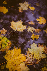 fallen autumn leaves on the ground
