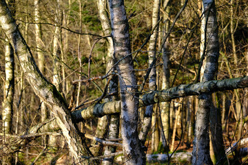 Fototapeta premium Sturmschaden in einem Birkenwald