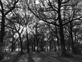 Trees and shadows, black and white. Illinois