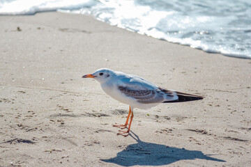 Seagull walking on sandy beach near stormy waving sea. Sea bird looking for food.