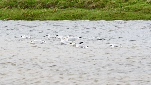 Diversity of Sea Gulls cleaning feathers and bathing in freshwater pond, Texel, the Netherlands