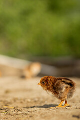 portrait of Easter little fluffy yellow chicken walking in the yard of the village on a Sunny spring day