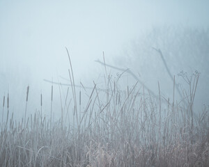 Fototapeta na wymiar Foggy Marsh