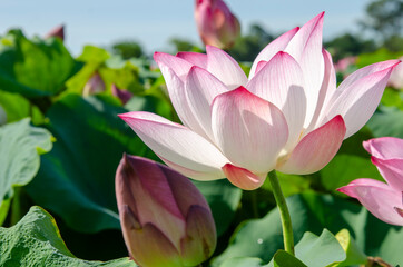 Beautiful pink lotus flower in blooming with green leaves as background