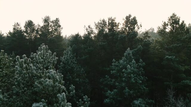 Drone take-off  over covered in snow winter spruce firtree crowns in Bartoszylas village forest on sunset