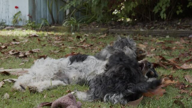 Two fluffy puppies play fight in the backyard amongst the leaves.