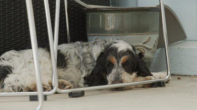 Gorgeous Cocker Spaniel relaxing under a chair on a patio.