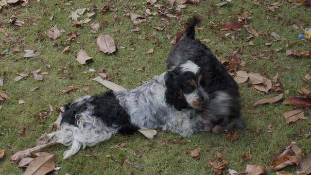 Cocker Spaniel and Miniature Schnauzer tumble over a teddy bear.