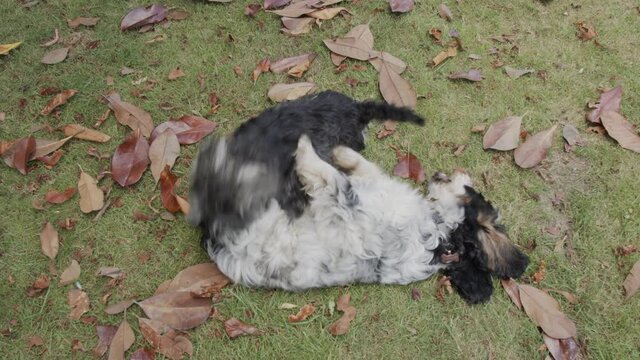Miniature Schnauzer and Cocker Spaniel tumbling together on a lawn and leaves.