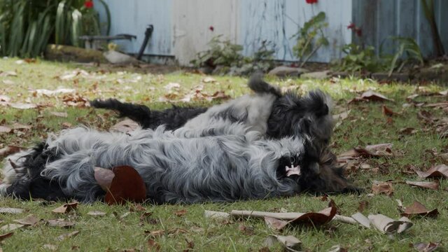 Cocker Spaniel and Miniature Schnauzer in slow motion tumbling amongst the leaves in the backyard.