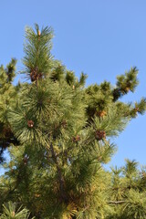 pine tree branches