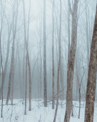Fototapeta na wymiar Foggy Woods