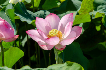 Fototapeta premium Close-up of lotus flower on the pond at sunrise. For thousands of years, the lotus flower has been admired as a sacred symbol.