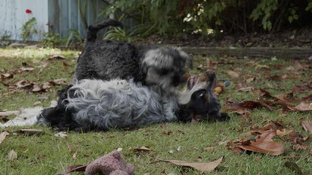Cocker Spaniel and Miniature Schnauzer puppies have a bit of rough and tumble in the backyard.