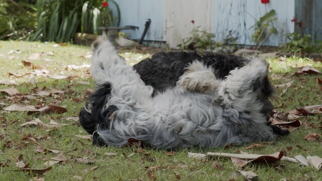 Miniature Schnauzer and Cocker Spaniel puppies play fight in the backyard in slow motion.
