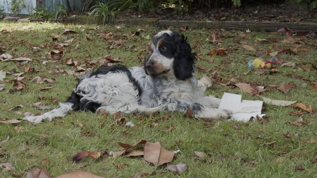 Cute Cocker Spaniel chewing on a piece of cardboard then rests