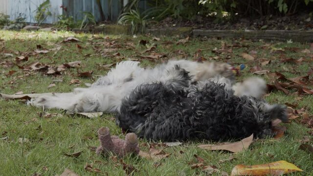 Miniature Schnauzer and Cocker Spaniel puppies tumbling in the backyard amongst the leaves.