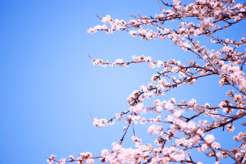 Branches of cherry with white flowers on sunny day on blue sky background in spring time.