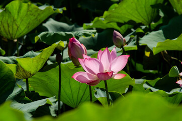 Beautiful pink lotus flower in blooming with green leaves as background