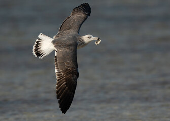 Lesser Black-backed Gull flying with a crab at Busaiteen coast, Bahrain