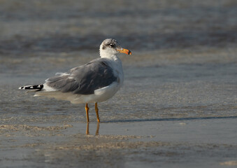 A Portrait of a Great black-headed gull at Busiateen coast