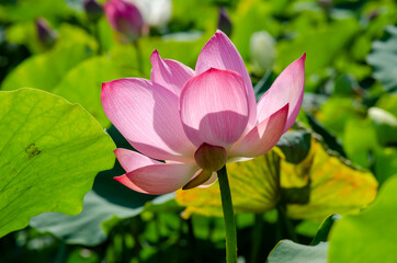Lotus flower and green leaves lotus nature background in pond panoramic. Blank copy space