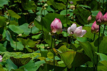 Lotus flower and green leaves lotus nature background in pond panoramic. Blank copy space