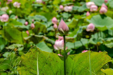 Obraz na płótnie Canvas Lotus flower and green leaves lotus nature background in pond panoramic. Blank copy space