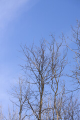 Beautiful trees in a forest in Vienna, Austria