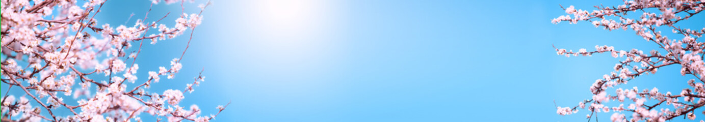 Branches of cherry with pink flowers on sunny day on blue sky background in spring time.